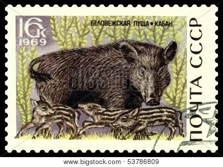 Vintage  Postage Stamp. Wuld Pig And Piglets.