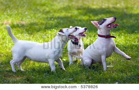 Terrier