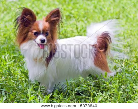 Papillon