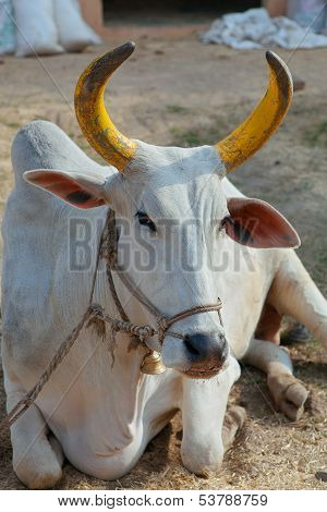 Indian Cow