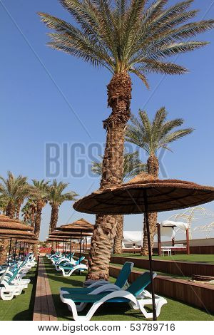 Palm Trees