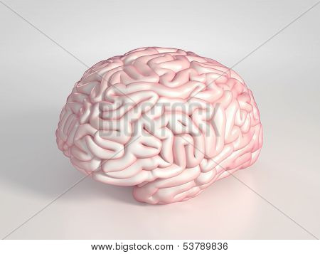 Brain