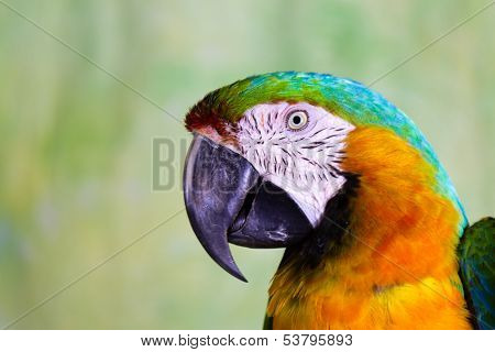 Macaw Parrot