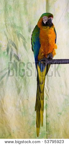 Macaw Parrot