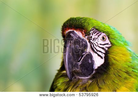 Military Macaw Parrot