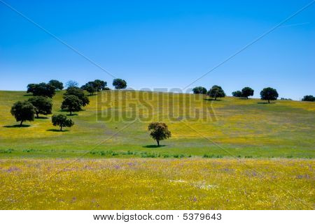 花とオリーブの木。