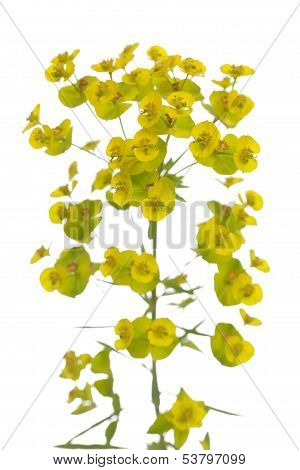 Yellow Spurge