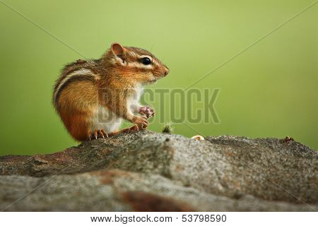 Chipmunk
