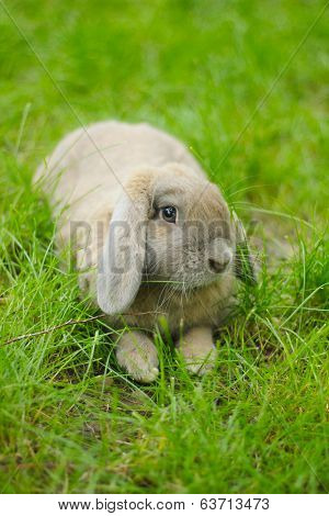 Cute lop-eared rabbit
