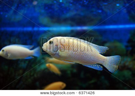 水族館の魚