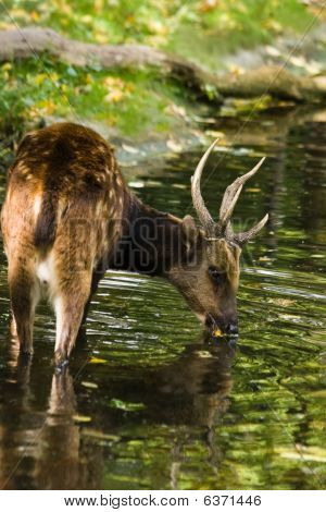 鹿を飲む男性フィリピンを発見
