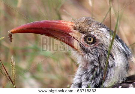 African Red-Billed Hornbill