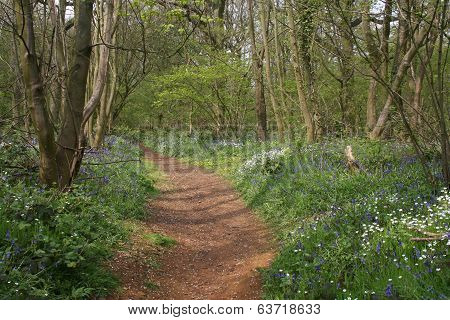 Woodland walk