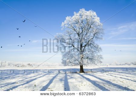 Scène d'hiver