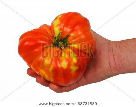 Tomato