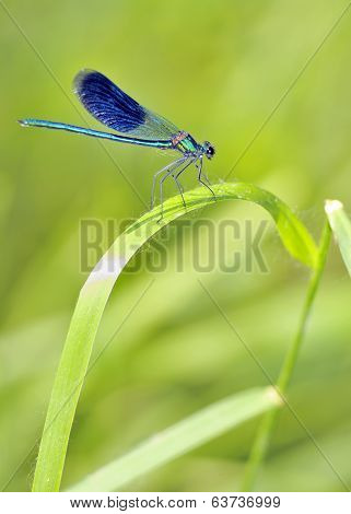 Blue Dragonfly
