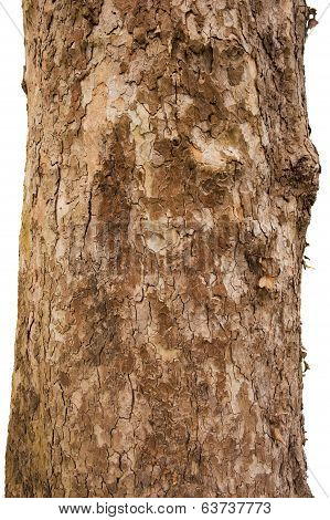 Scaly Tree Bark Of The Platane