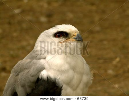 Falcon