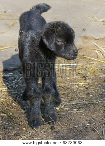 Black Goatling