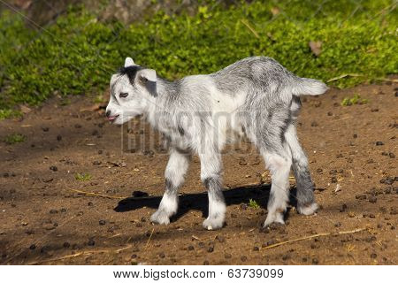 Goatling