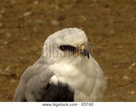 Falco 2