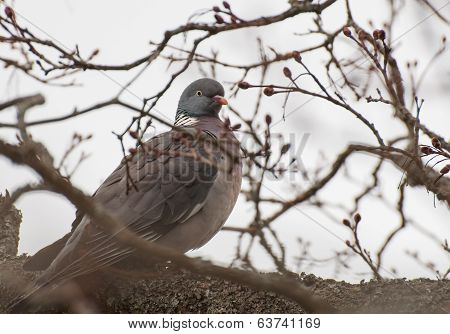 Dove In Tree