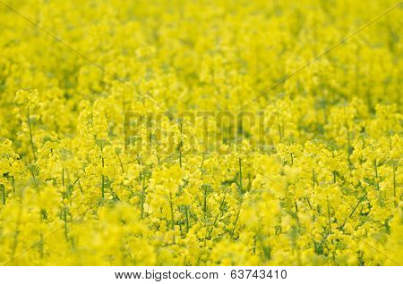 Yellow Rapeseed Field Close-up