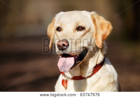 Pedigree Dog With Dog Necklace