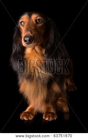 Teckel (dachshund)