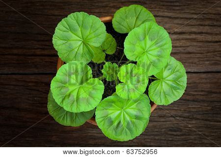 Young Cranesbills Geranium Leaves In A Clay Pot