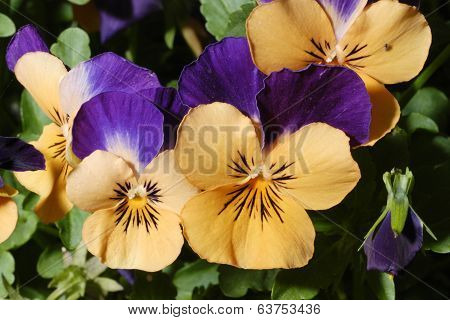 Orange & Purple Pansy