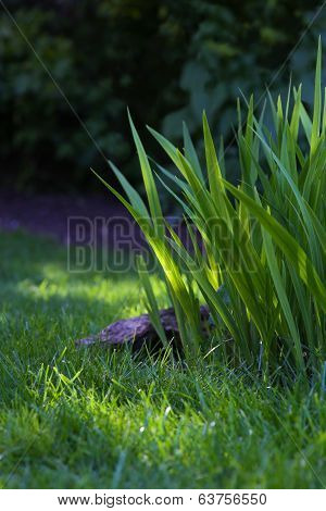 Bright Crocosmia Leaves On Unfocused Background
