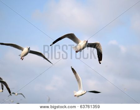 Flying Seagulls In Action At Bangpoo
