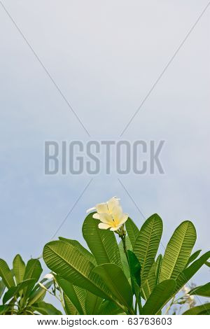White And Yellow Plumeria Flowers