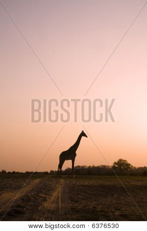 Giraffa Sioulette