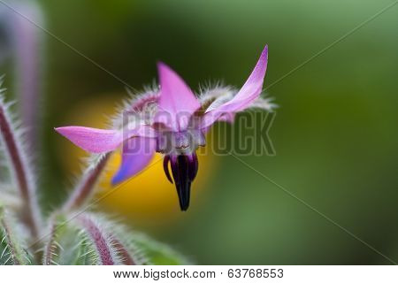 starflower