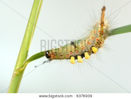 Caterpillar.