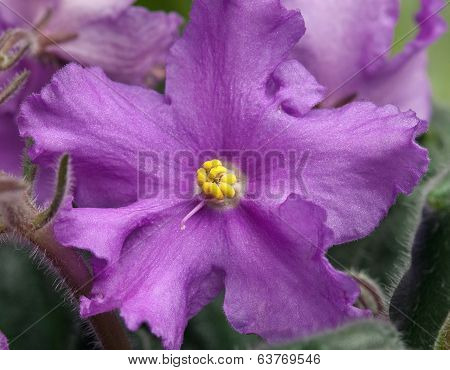 Violet Flower