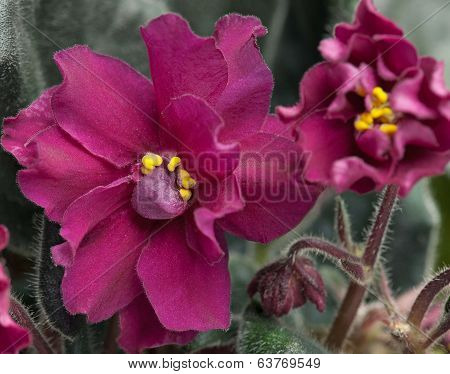 Violet Flower