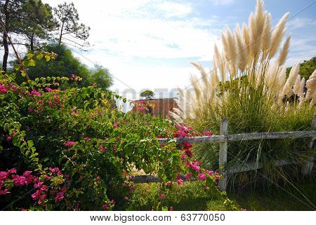 Bougainvillaea And Reed On Sky Background. Landscape From Portugal