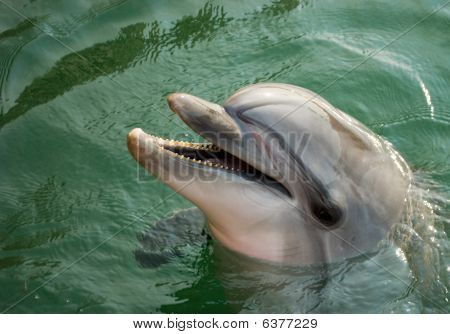 Delphin