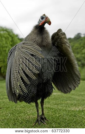 Helmeted Guineafowl Flapping Its Wings