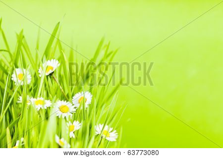 green grass and daisy