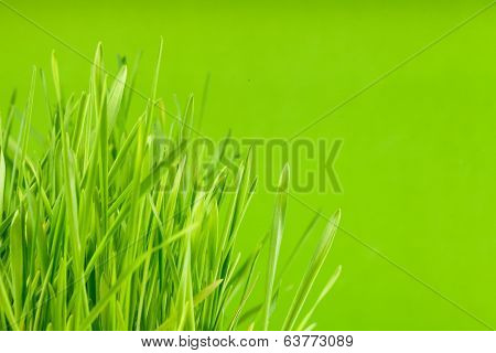 Green grass