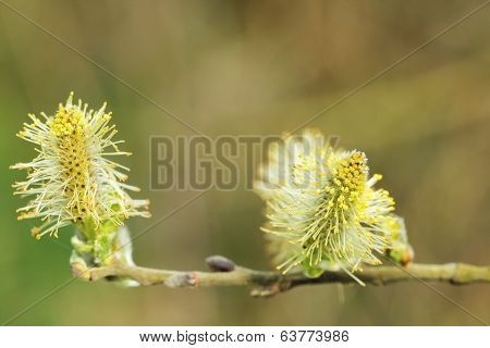 Pussy Willow (salix Caprea, Male Catkins)