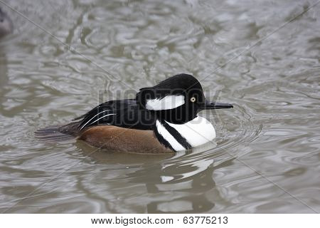 Hooded Merganser