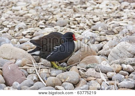 Moorhen