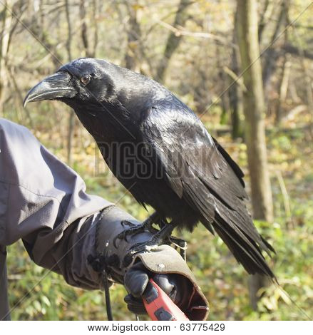 Raven