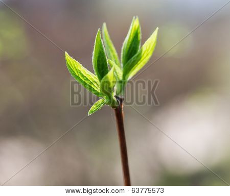 Spring Leaves On A  Branch In The Forest