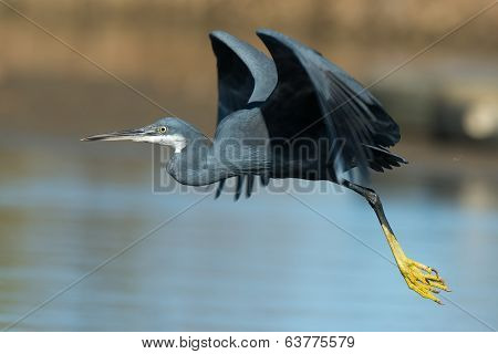 Western Reef Heron In Flight Over Water